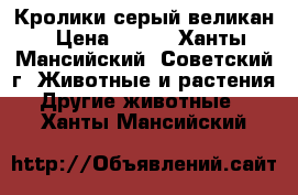 Кролики серый великан › Цена ­ 500 - Ханты-Мансийский, Советский г. Животные и растения » Другие животные   . Ханты-Мансийский